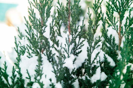 Fir tree branch and snow