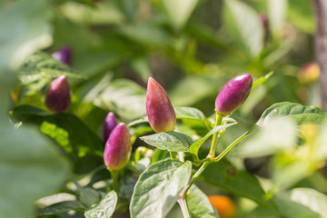 Purple chili pepper growing on a plant