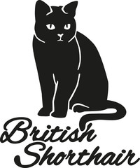 British Shorthair cat with breed name