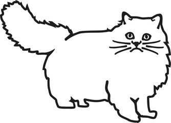 Persian cat contour
