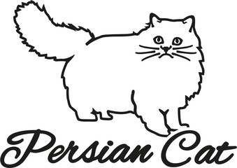 Persian cat with breed name
