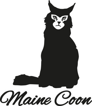 Maine coon with breed name