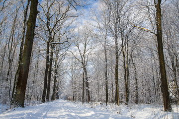 Forest in winter