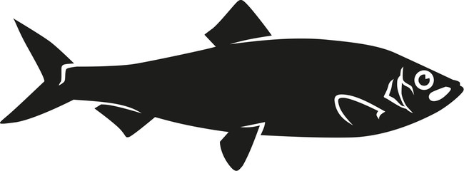 Hering fish