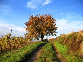 Naklejka premium Baum in herbstlicher Landschaft