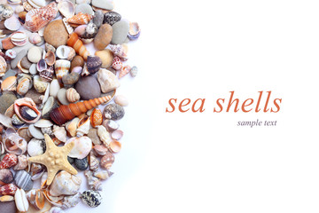 sea shells
