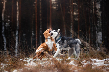 Dogs walk in the park in winter