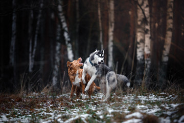 Dogs walk in the park in winter