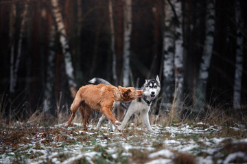 Dogs walk in the park in winter