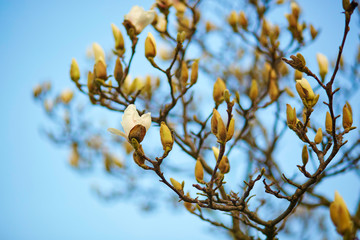 Magnolia tree blossom on a spring day