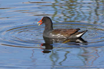 Common Gallinule Eating Pond Vegetation - Florida