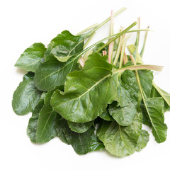 Bietole fresche su fondo bianco