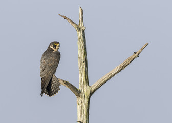 Peregrine Falcon Perched in a Dead Tree - Florida