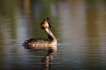 Fototapeta premium Great Crested Grebe (Podiceps cristatus)