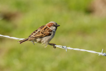 Male House Sparrow (Passer domesticus) on barbed-wire fence