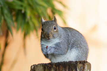 Grey Squirrel (Sciurus carolinensis)