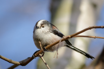 Fototapeta premium Long-tailed Tit (Aegithalos caudatus)