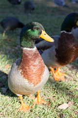 Detailed close view of head on a full body mallard drake (anas platyrhynchos) standing on grass at a park