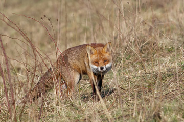 Red Fox (Vulpes vulpes)