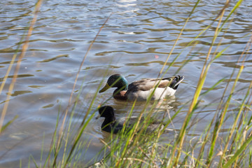 Mallard drake (anas platyrhynchos) swimming in pond with water droplets on his head, wet from...