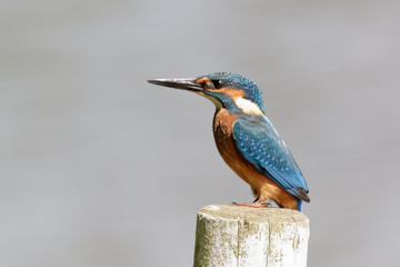 Kingfisher (Alcedo atthis) perched on a post