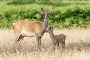 Naklejka na ściany i meble Red Deer (Cervus elaphus) calf with mother