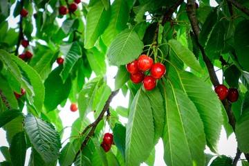 Fototapeta premium Reife Kirschen am Baum, grüne Blätter