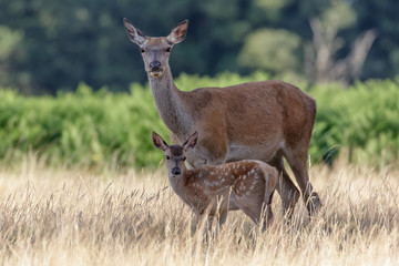 Naklejka na ściany i meble Red Deer (Cervus elaphus) calf with mother