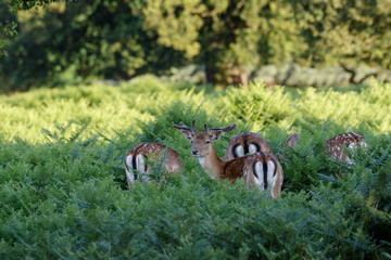 Fallow Deer (Dama dama)