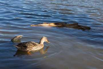 Profile of single brown female mallard (anas platyrhynchos) swimming near driftwood in pond of blue water, water droplets on her head, wet from dabbling