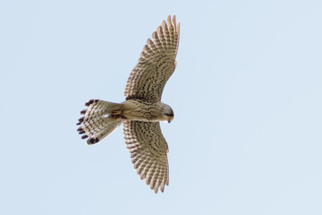 Common Kestrel (Falco tinnunculus) in flight