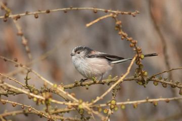Long-tailed Tit (Aegithalos caudatus)