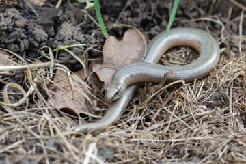 Slowworm (Anguis fragilis)