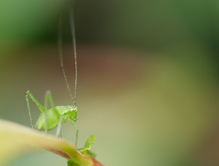 Speckled Bush-cricket nymph (Leptophyes punctatissima)