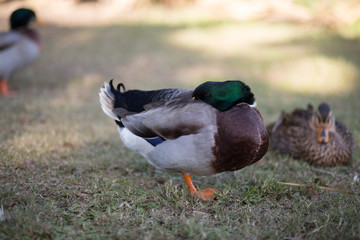 Mallard drake (anas platyrhynchos) resting on one foot, head turned around backwards and bill tucked under its wing, one eye open. Short depth of field and high detail around face