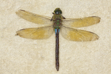 Female Emperor Dragonfly (Anax imperator), deceased