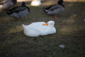 White duck sleeping in the mottled shade with backwards head, near other ducks in the background