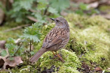 Dunnock (Prunella modularis)