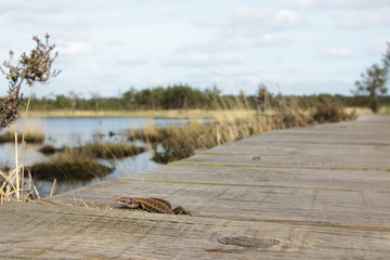 Common Lizard (Zootoca vivipara)