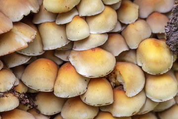 Sulphur Tuft mushrooms (Hypholoma fasciculare)