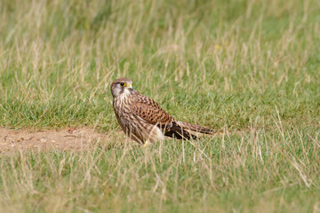 Female Common Kestrel (Falco tinnunculus)