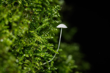 Frosty Bonnet (Mycena adscendens) on moss