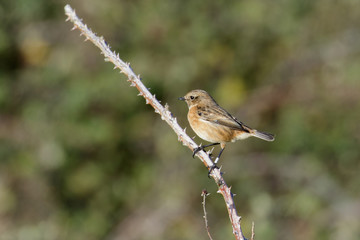 Female Stonechat (Saxicola rubicola)