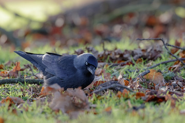 Jackdaw (Corvus monedula)