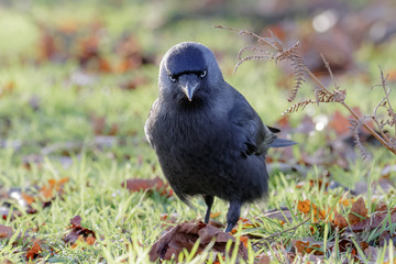 Jackdaw (Corvus monedula)