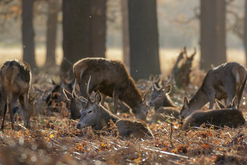 Herd of Red Deer (Cervys elaphus) resting in woodland dormatory © shaftinaction