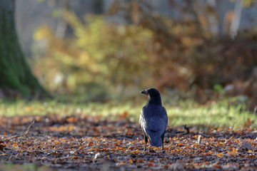 Carrion Crow (Corvus corone)