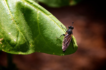 fly on tobacco leaf