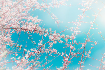 Cherry sakura blossoms over sky background. Spring blossom in garden or park, selective focus