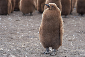 Fototapeta premium Young King Penguin (Aptenodytes patagonicus) covered in brown fluffy down at Volunteer Point in the Falkland Islands. 